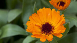 Calendula – Healing Herb for Tough Times