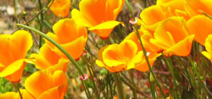 California Poppy – Better Than Sleeping Pills