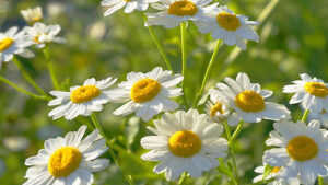 Chamomile – The Natural Antibiotic