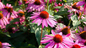 Echinacea – The Immunity Powerhouse