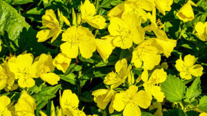 Evening Primrose – Natural Skin and Nerve Support