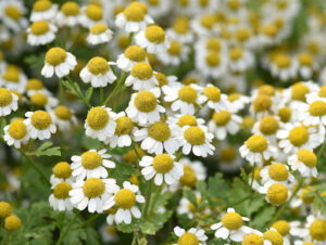 Feverfew – Nature’s Aspirin
