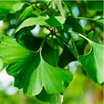Gingko-Biloba