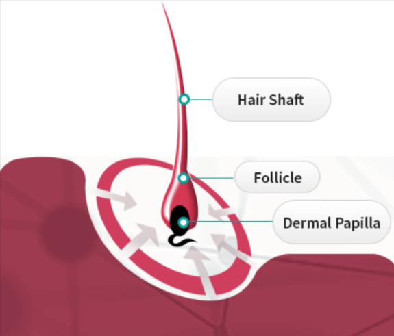 How Does BioGrow RX Work