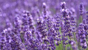 Lavender – The Anti-Inflammatory Perennial
