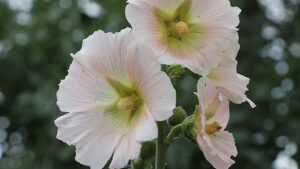 Marshmallow – Powerful for Digestive Health