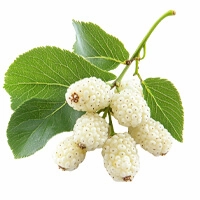 White Mulberry