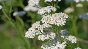 Flowering yarrow, Achillea, in close-up